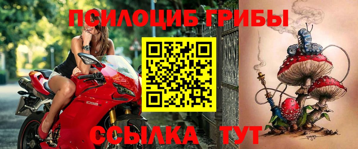 Псилоцибиновые грибы Psilocybine cubensis Лесной